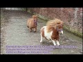 Horse Sense Wirral Superstars - Miniature Shetland Ponies - Finlay & Pollyanna