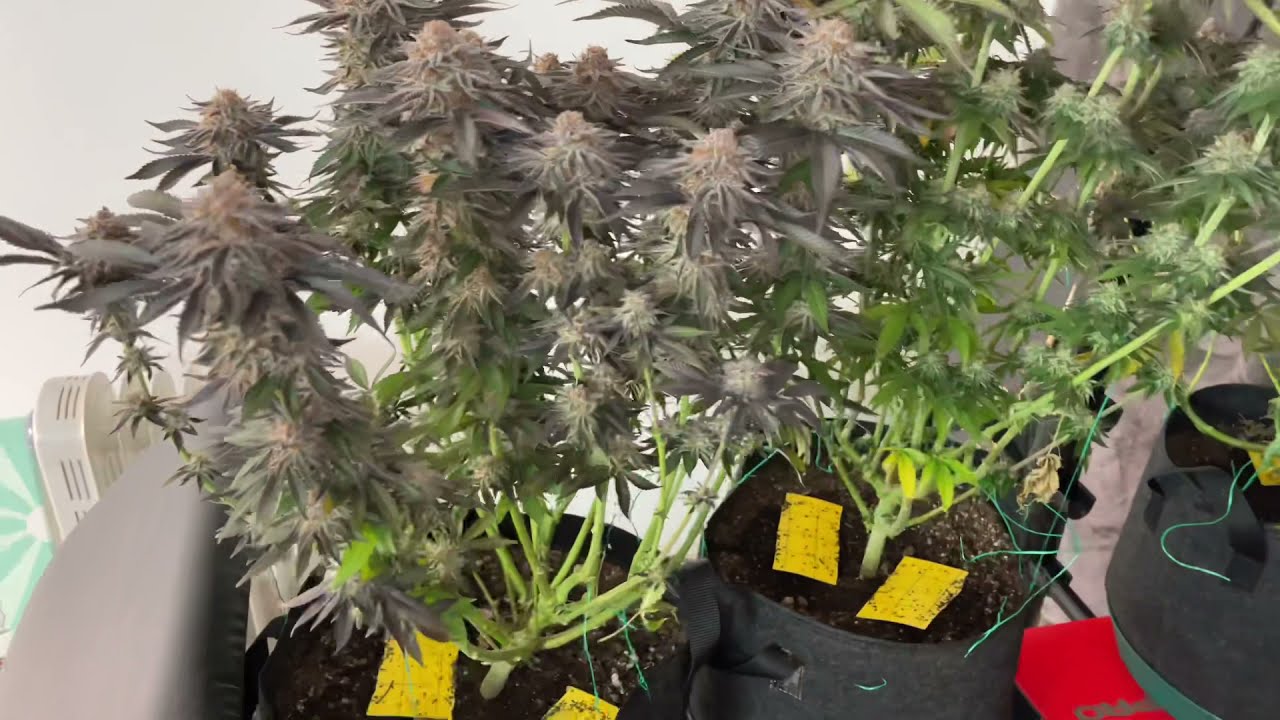 Dos Si Dos 33 for @barney’s farm￼ 