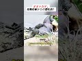 オオトカゲ、絶体絶命からの逆転劇! #コモドオオトカゲ #ワニ戦 #生死の戦い #毒の力 #自然の驚異