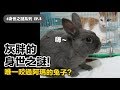 【灰胖的身世之謎！唯一咬過阿瑪的兔子？】志銘與狸貓