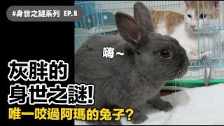 【灰胖的身世之謎！唯一咬過阿瑪的兔子？】志銘與狸貓