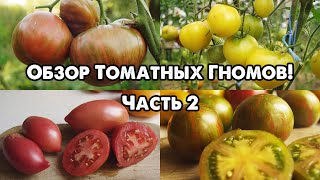 ОБЗОР ТОМАТНЫХ ГНОМОВ! ЧАСТЬ 2