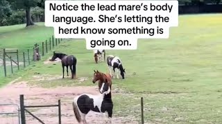 ‼️Watch this! Horses always know! Don’t forget, horses are prey animals! #horse 