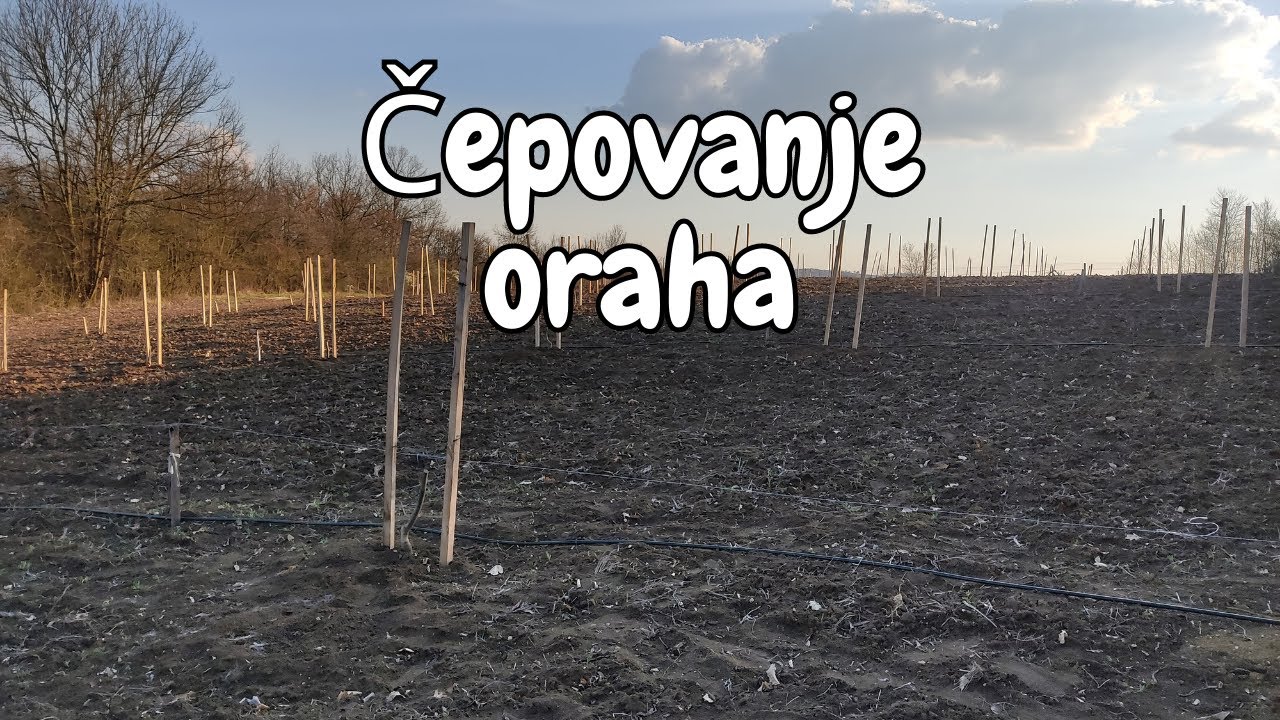 Čepovanje oraha - 🌿 Kompletan proces čepovanja oraha u prvoj godini🌿