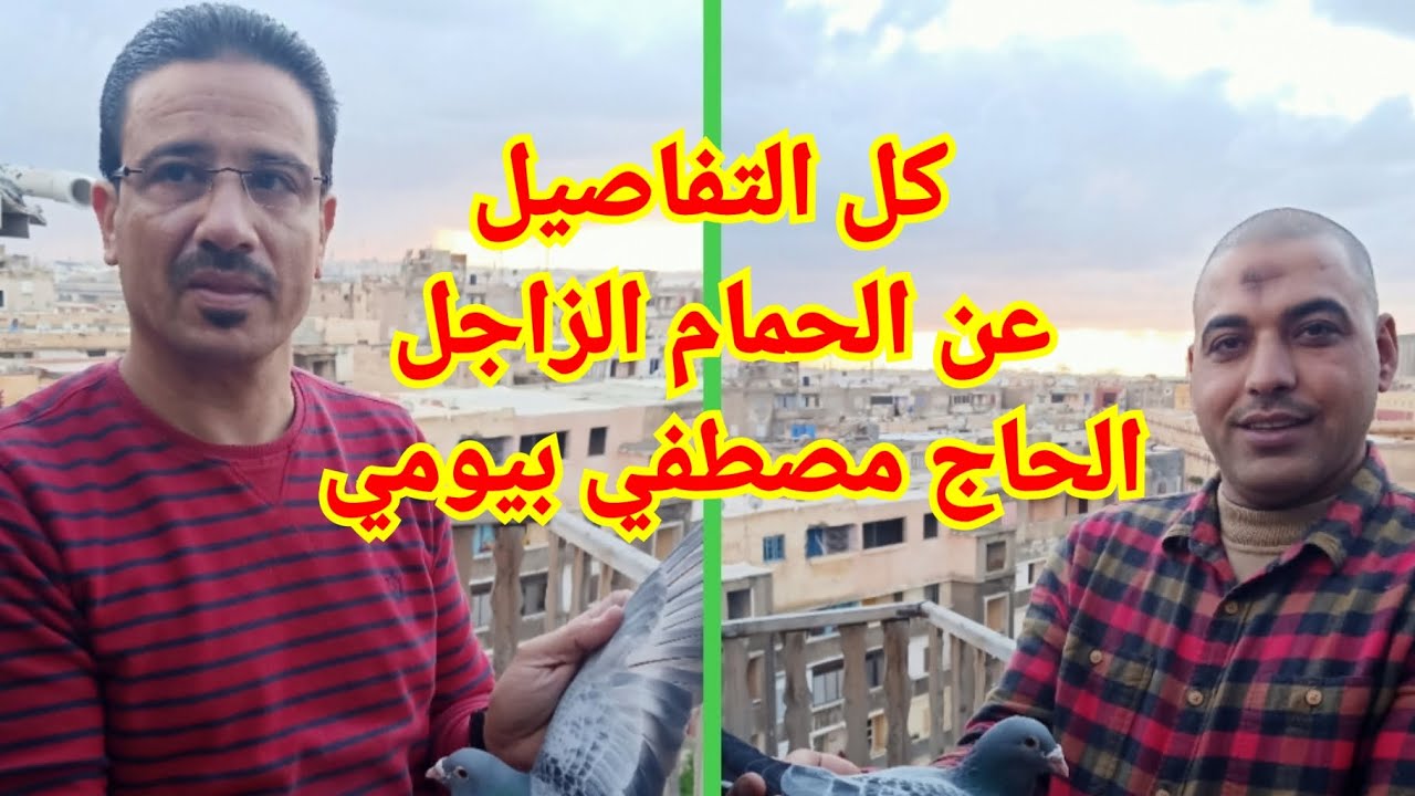 حمام المحترفين # الاسطورة السكندرى فى الحمام الزاجل ( الحاج مصطفى بيومى ) الجزء الاول