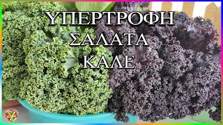 Σαλάτα Κέιλ 🥗 ΠΩΣ την τρώμε 🥬 ΠΩΣ την διατηρούμε salad KALE ο ΒΑΣΙΛΙΑΣ της ΔΙΑΤΡΟΦΗΣ μας ΥΠΕΡΤΡΟΦΗ