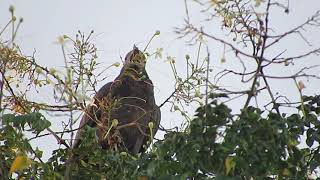 MVI 0020 Oriental Honey Buzzard calling, Valley, 081219
