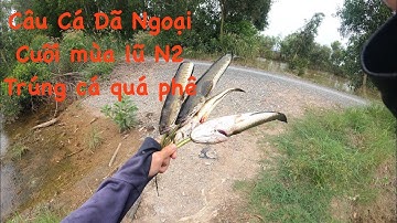 Hành Trình Câu Cá Cuối Mùa Lũ N2 Tập 1: Ruộng đẹp cá ăn liên tục #fishing #muanuocnoi #lurefishing 