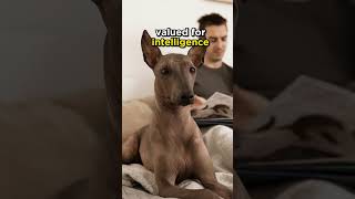 Mexican hairless dog or Xoloitzcuintli (Watch Full ↑ ) #dogs