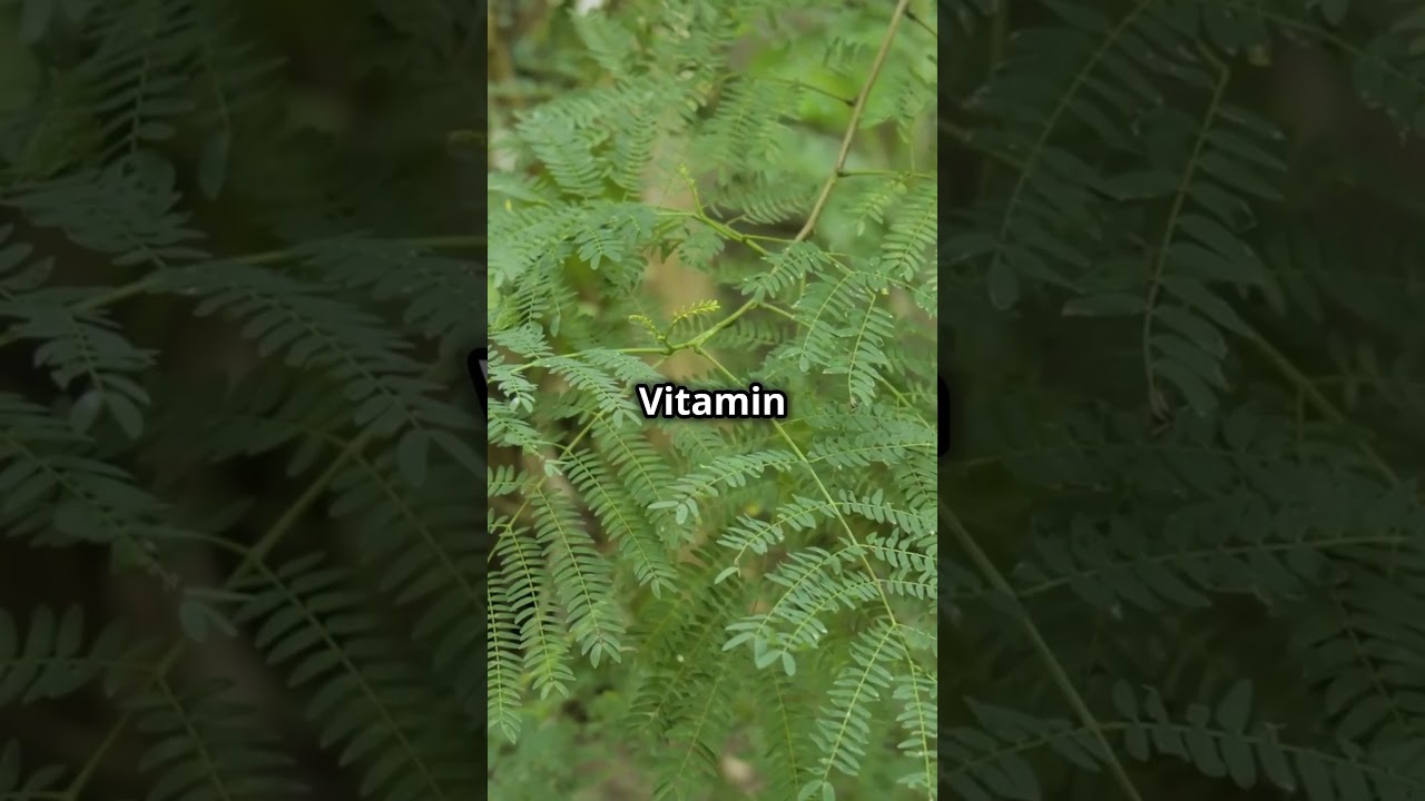 🌿🌿The Moringa Leaves Mystery  Unveiled!  