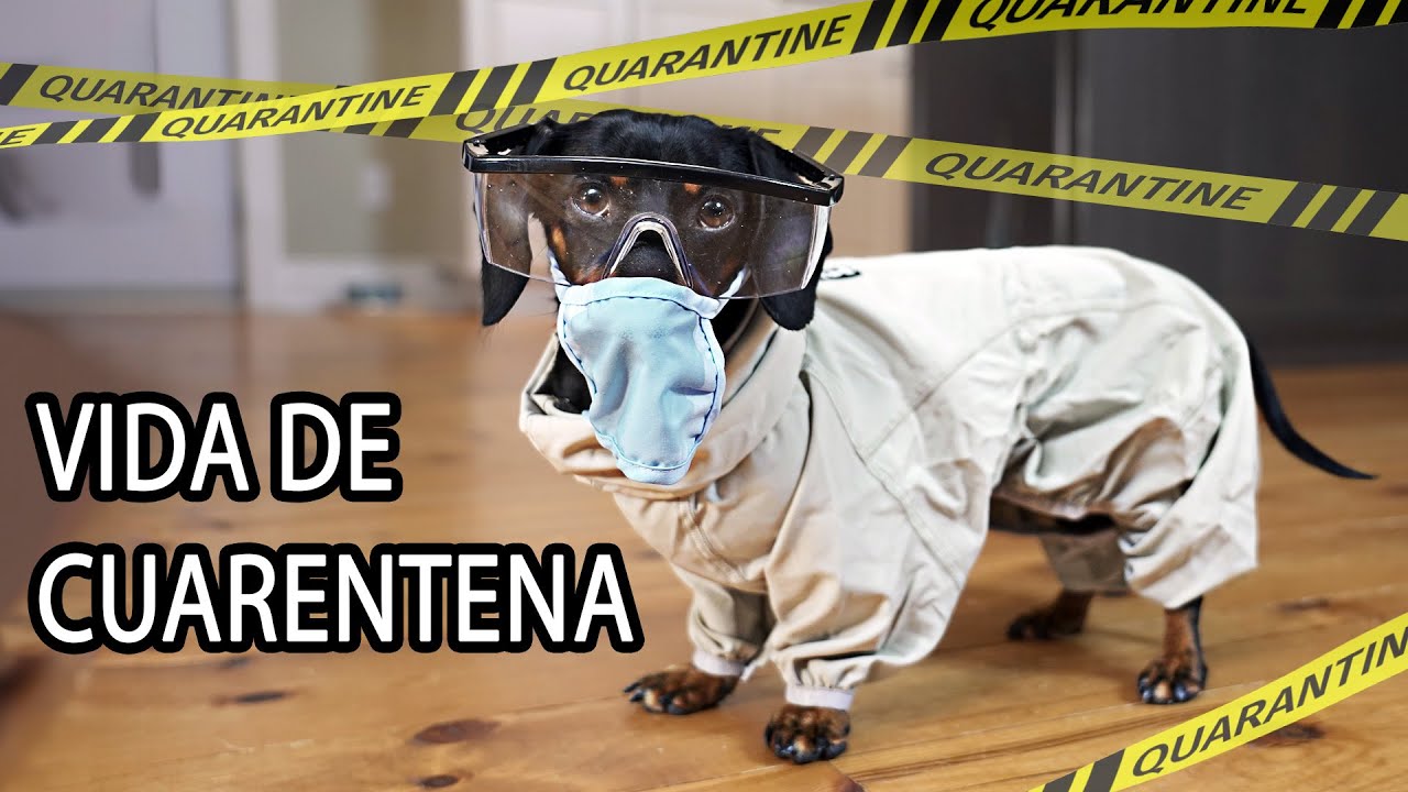 ¿Podrías sobrevivir la cuarentena con estos locos perros salchicha?