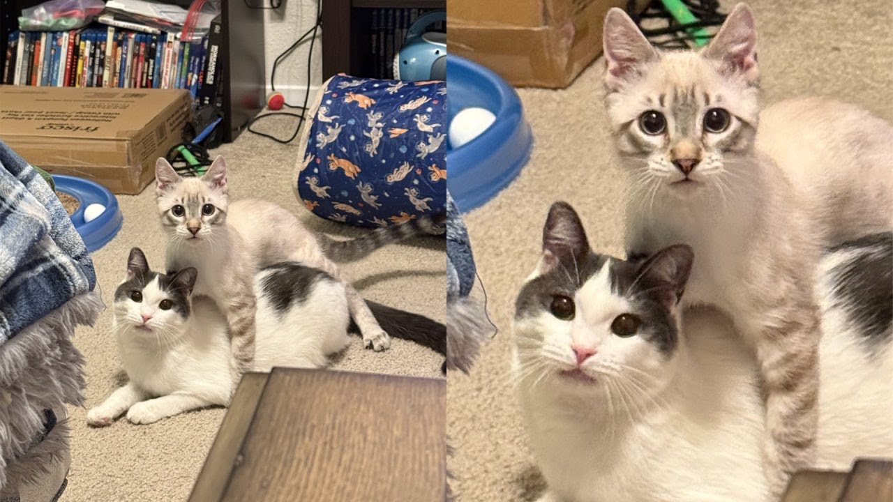 Кошки просто делают то, что у них получается лучше всего 🤣 Смешные видео с кошками 2025 🐱 Часть 93