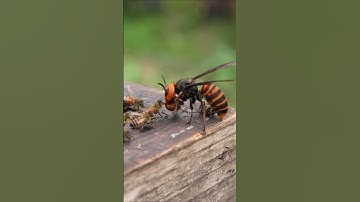 Brave Honeybees Take on Giant Hornet in Slow Motion