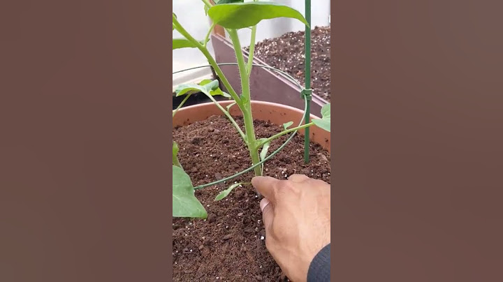 How to Prune Tomato Plants | For beginners | Super simple | Remove the 'Suckers' #tomato