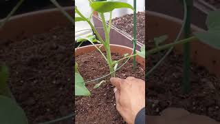 Download Lagu How to Prune Tomato Plants | For beginners | Super simple | Remove the 'Suckers' #tomato MP3