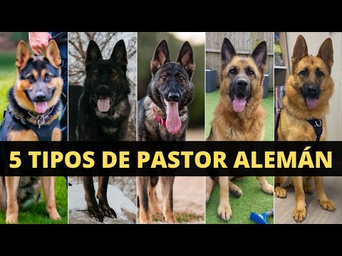 Video: Tipos de perros pastores alemanes