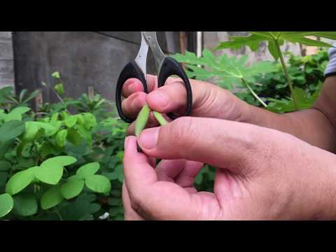 Video: Adakah kacang Bunya boleh dimakan?