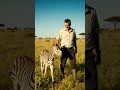 This Baby Zebra is a Professional Stalker