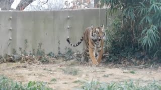 Sumatran tiger roaring at Smithsonian national zoo December 18 2021