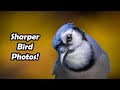 10 TIPS FOR TAKING SHARPER BIRD PHOTOS: Pro secrets and mistakes to avoid!