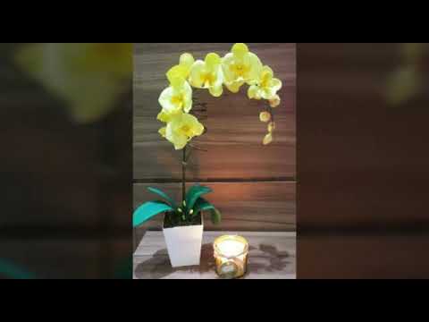 Arranjos de orquídeas de E.V.A sem frisador - thptnganamst.edu.vn