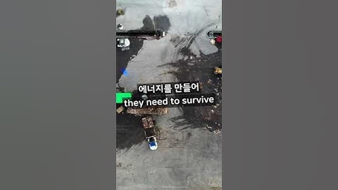 [하루과학상식]물고기는 물속에서 어떻게 숨을 쉴까?