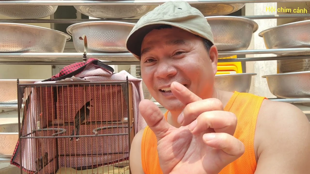 Nguyên nhân chào mào bị tiêu chảy và cách khắc phục.