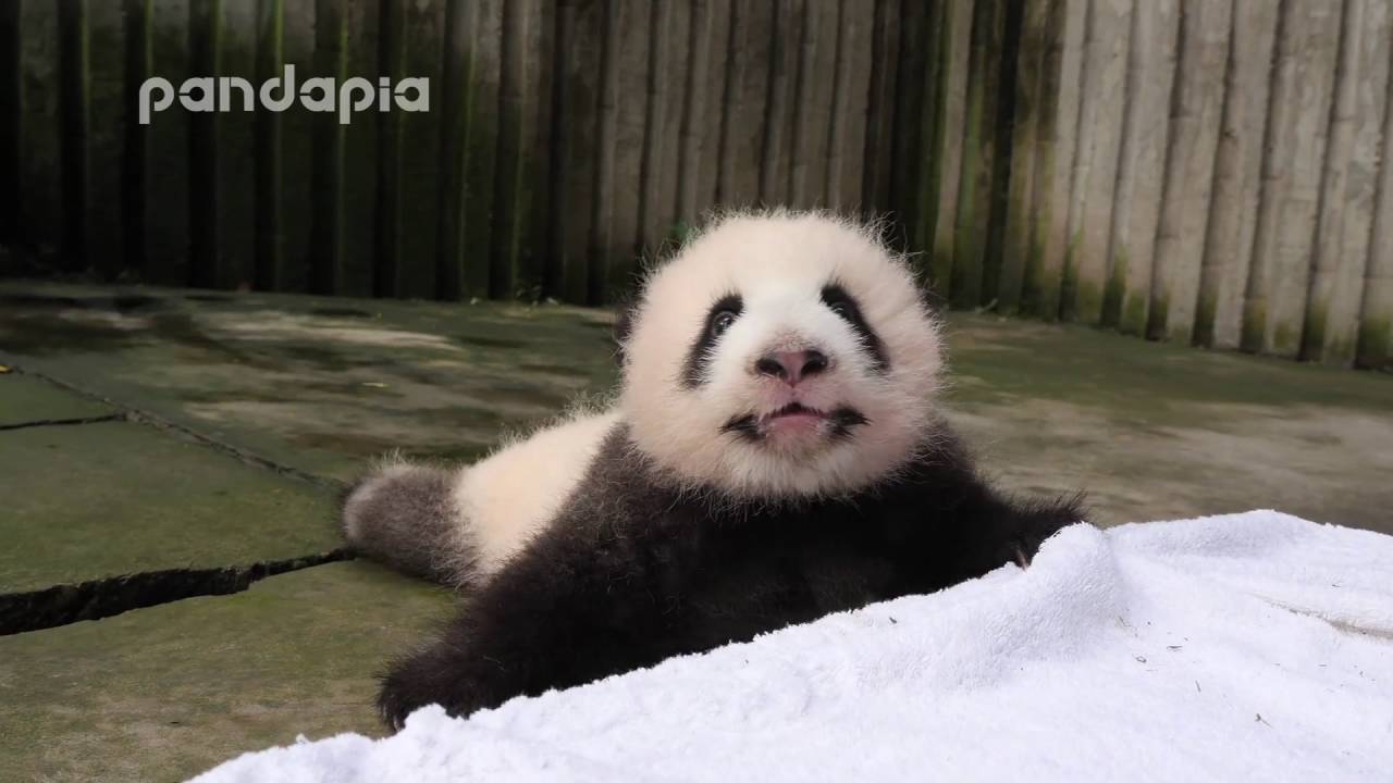 Panda baby’s crying voice pandas merge