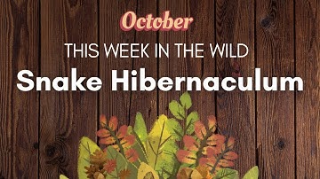 Snake Hibernaculum | This Week in the Wild | October 2022 | S3:E4