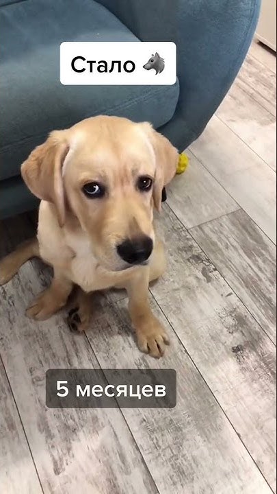 funny and cute dog cutest and best video ever Handsome dog 2021 video #shorts #s