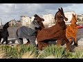 Racers Wanted For The London Pantomime Horse Race 2014