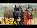 Canis pugnax  le chien de guerre du soldat romain  curiosits historiques