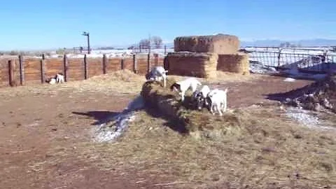 December kid goats
