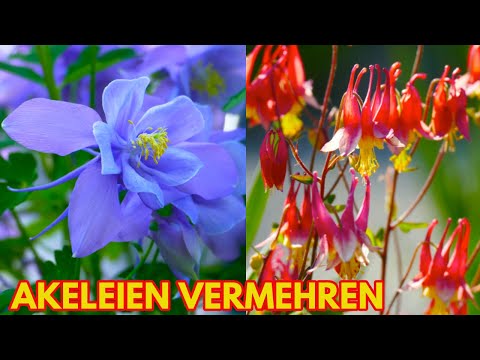 Video: Aubrieta (65 Fotos): Mehrjährige Abkürzungen. Blumen Pflanzen Und Pflegen. Wachsen Aus Samen. Wie Pflanzt Man Im Freien?