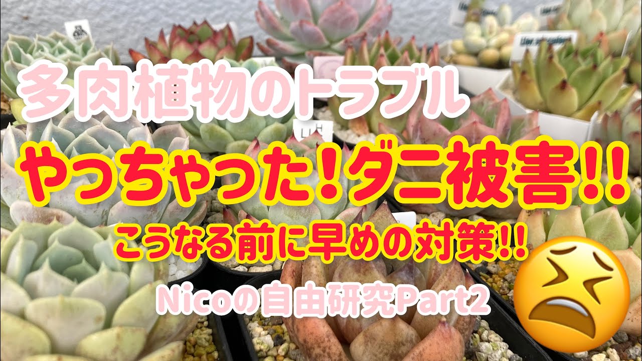 多肉植物 トラブル 外管理のハダニについて Youtube