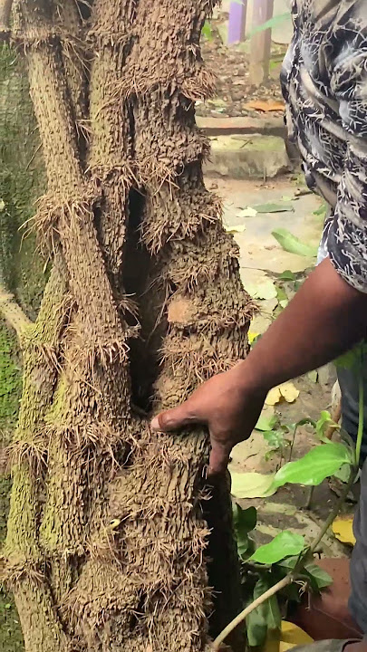 চুই ঝালের ব্যাপারী #farming #agriculture #smartagro #smartagriculture #farmbd #farmer #smartfarming