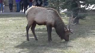 Elk in Downtown Estes Park Colorado