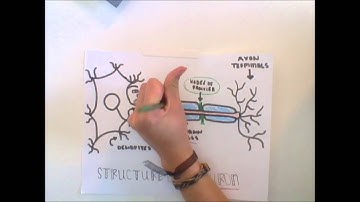 Model the propagation of an action potential down an axon of a neuron
