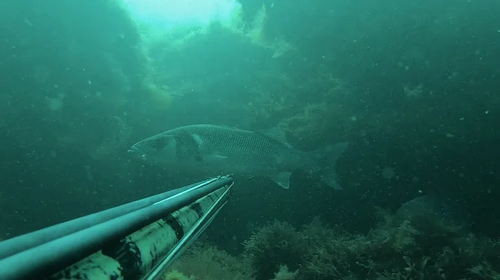 TAKING THE L - Spearfishing Fails