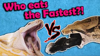 Feeding our Biggest Reptiles!