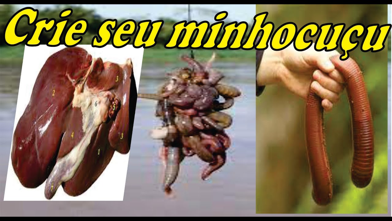 Crie seu minhocuçu com fígado A melhor isca pega todo tipo de peixe