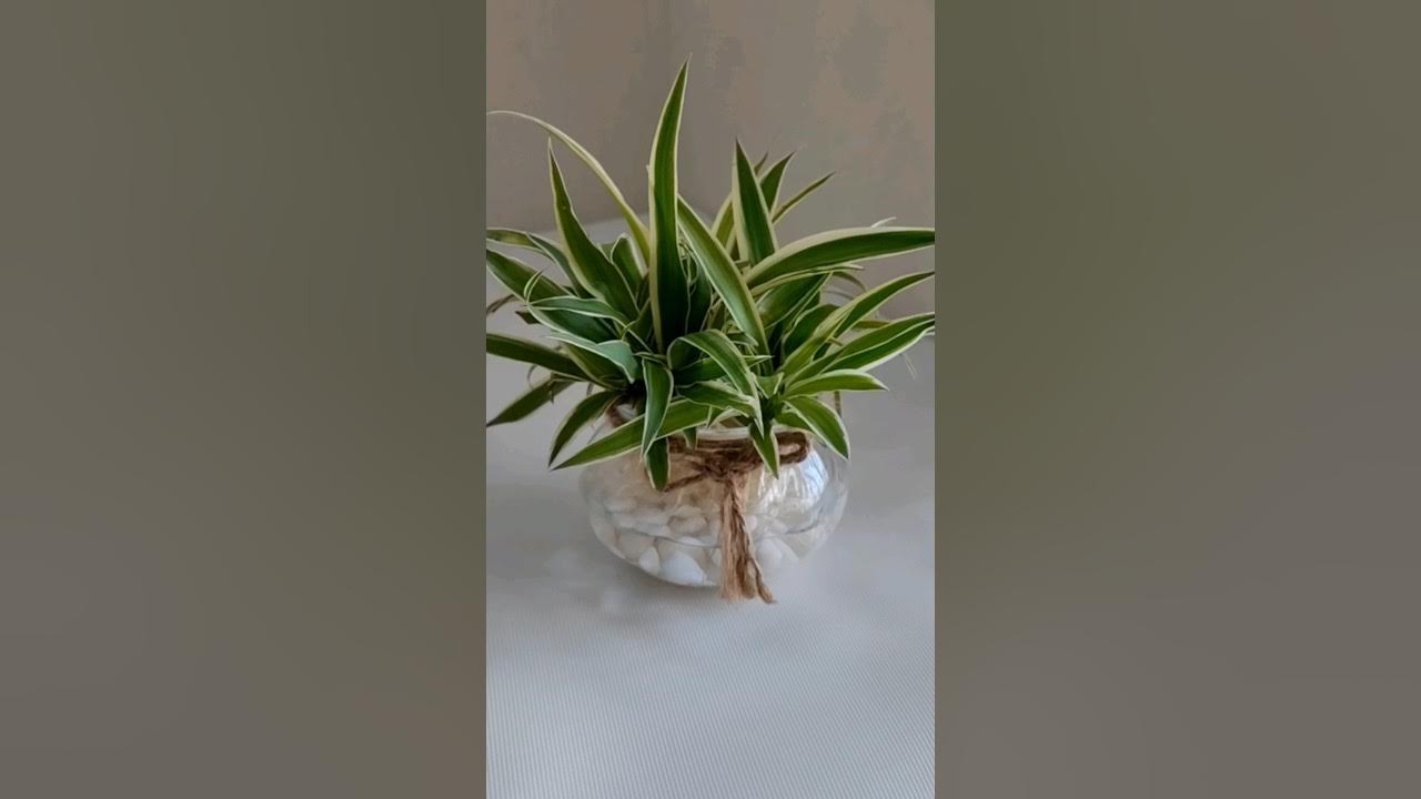 A Beautiful Spider Plant Decor πΏ #shorts #ytshorts #gardening #recycled #diy #plantdecor #beautiful A Beautiful Spider Plant Decor πΏ #shorts #ytshorts #gardening #recycled #diy #plantdecor #beautiful