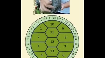 Turtle Shell Calendar has 13 Months or Moons