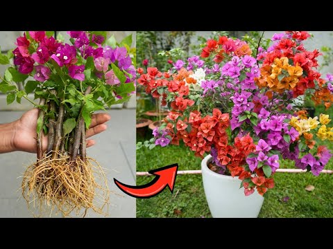 🌸Bougainvillea Cuttings Success -The Simple Method for Beginners🌱
