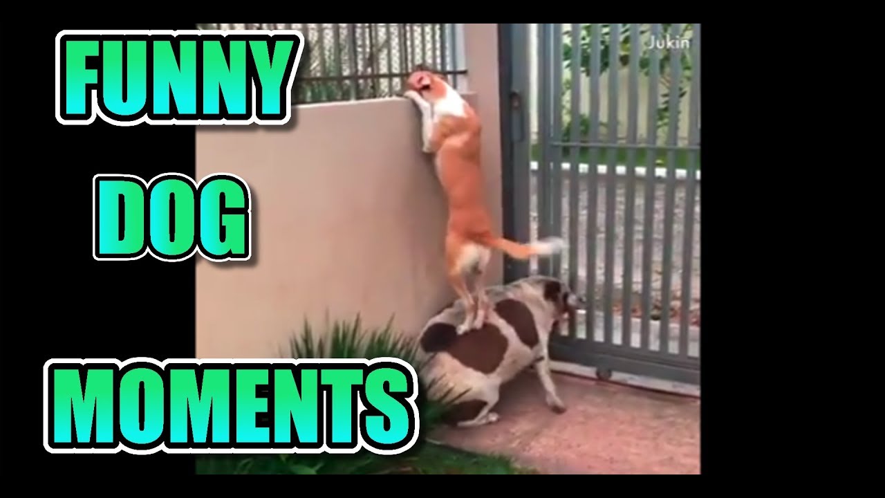 Ultimate Funny Dog Moments Compilation 2018 YouTube