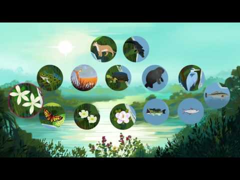 The threat of invasive species   Jennifer Klos