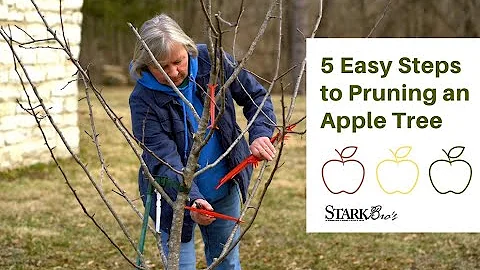 Pruning An Apple Tree in 5 Easy Steps