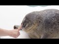 一本指で顔ぎゅっトレーニングをするワモンアザラシのミゾレちゃん