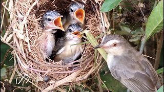 Mother has special food for their child -  Mother feeds large locusts into baby's mouth