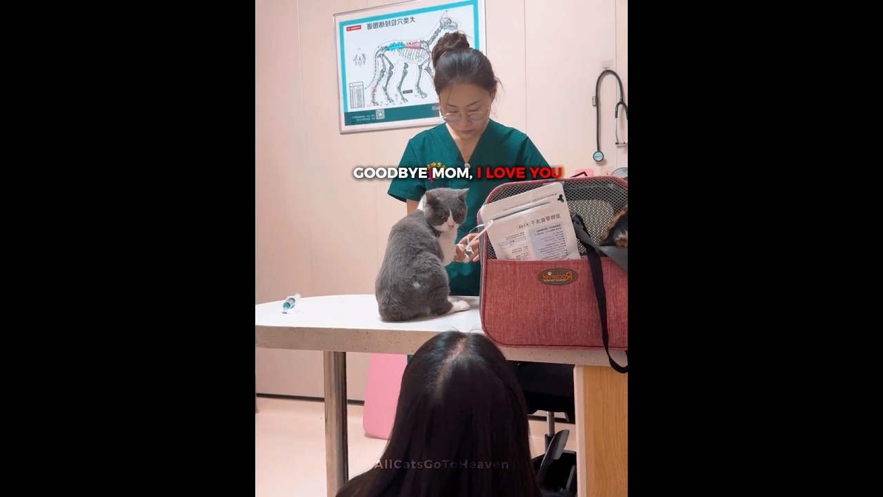 Эта кошка боролась с раком, и это было ее последнее прощание 😭💔 